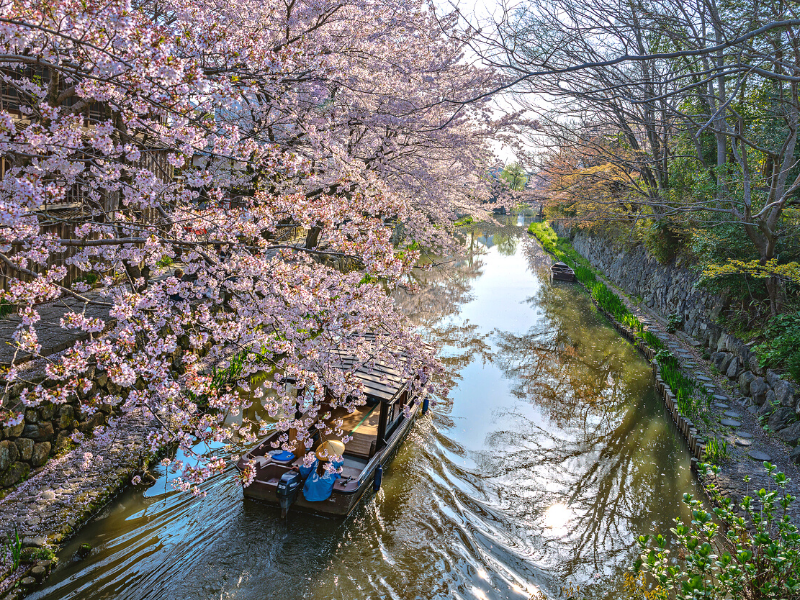 Mùa xuân Nhật Bản thường bắt đầu vào tháng 3 đến tháng 5