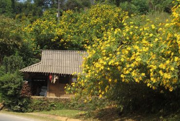 Mùa hoa dã quỳ nở vàng rực ở Buôn Ma Thuột