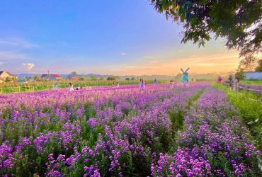 Vườn hoa thạch thảo Vũng Tàu